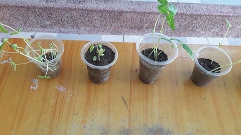 Vận dụng phương pháp dự án trong dạy học môn TNXH lớp 1